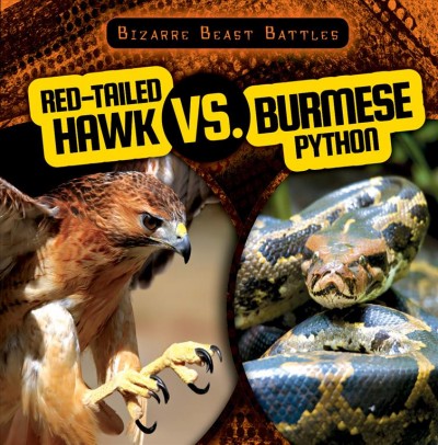 Red-Tailed Hawk vs. Burmese Python