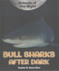 Bull Sharks After Dark