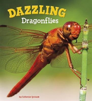 Dazzling dragonflies