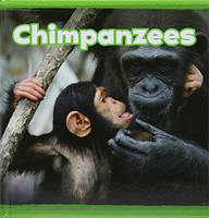 Chimpanzees