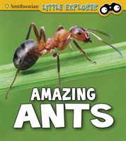 Amazing ants