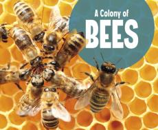 Colony of bees