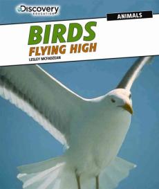 Birds: Flying High