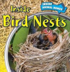 Inside Bird Nests