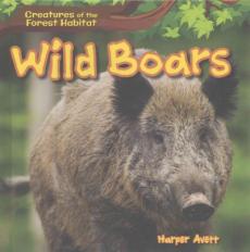 Wild Boars