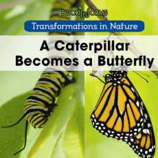 A Caterpillar Becomes a Butterfly