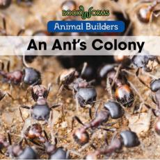 An Ant's Colony