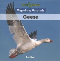 Geese