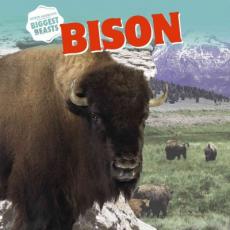 Bison