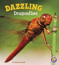 Dazzling Dragonflies