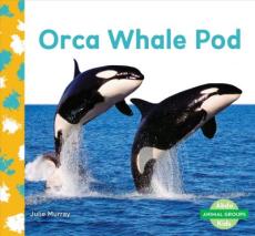 Orca Whale Pod