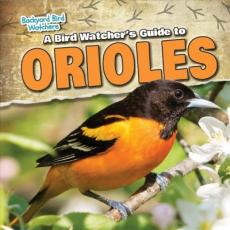 A Bird Watcher's Guide to Orioles