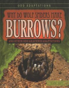 Why Do Wolf Spiders Make Burrows?