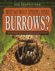 Why Do Wolf Spiders Make Burrows?