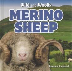 Merino Sheep