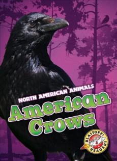 American Crows