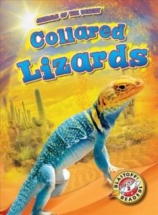 Collared Lizards