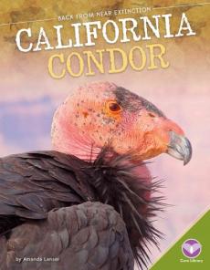 California Condor