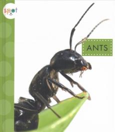 Ants