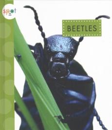 Beetles