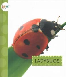 Ladybugs