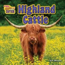 Highland Cattle