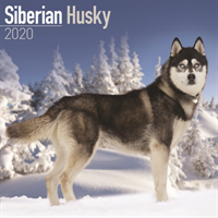 Siberian husky calendar 2020