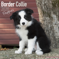 Border collie puppies calendar 2020