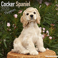 Cocker spaniel puppies calendar 2020