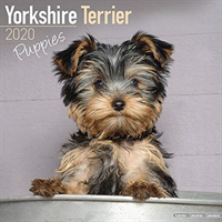 Yorkshire terrier puppies calendar 2020
