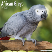 African greys calendar 2020