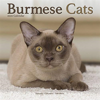 Burmese cats calendar 2020