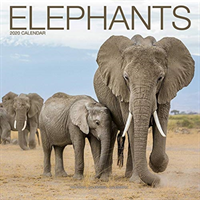 Elephants calendar 2020