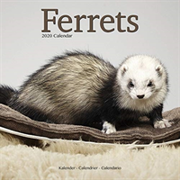 Ferrets calendar 2020