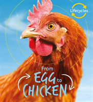 Lifecycles: egg to chicken