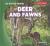 Deer and Fawns