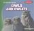 Owls and Owlets