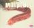 Millipedes