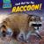 Look Out for the Raccoon!