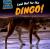 Look Out for the Dingo!