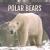 Polar Bears