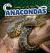 Anacondas