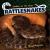 Rattlesnakes