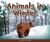 Animals in Winter