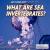 What Are Sea Invertebrates?