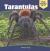 Tarantulas