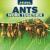 Ants Work Together