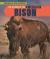 The Return of the American Bison