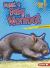 Meet a Baby Wombat