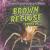 Brown Recluse Spiders